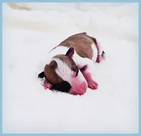 PETITE Sevyn, a male Italian Greyhound for sale in Gillham, AR – 1 of 6