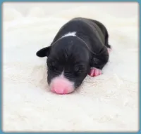 Roman, a male Italian Greyhound for sale in Gillham, AR – 7 of 8
