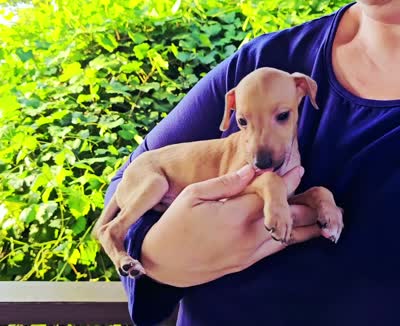 DACARI, a male Italian Greyhound for sale in Gillham, AR – 7 of 7