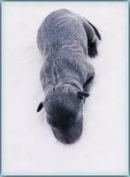 DILLY, a male Italian Greyhound for sale in Gillham, AR – 2 of 3