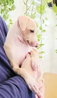 Zara, a female Italian Greyhound for sale in Gillham, AR – 2 of 10