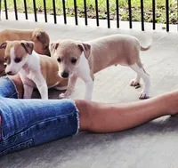 Santiago, a male Italian Greyhound for sale in Gillham, AR – 4 of 6