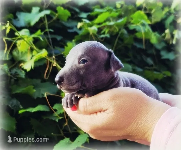DILLY – Italian Greyhound puppy for sale in Gillham, AR