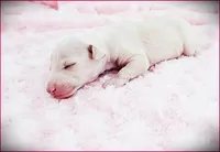 Zaylee, a female Italian Greyhound for sale in Gillham, AR – 4 of 4