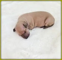 Lucia, a female Italian Greyhound for sale in Gillham, AR – 5 of 8
