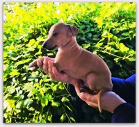 DACARI, a male Italian Greyhound for sale in Gillham, AR – 3 of 7