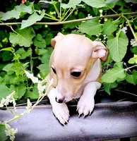 Petite! Tweed, a female Italian Greyhound for sale in Gillham, AR – 8 of 10