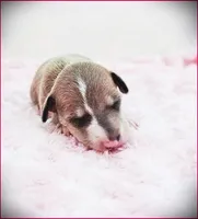 Zinnia, a female Italian Greyhound for sale in Gillham, AR – 2 of 4