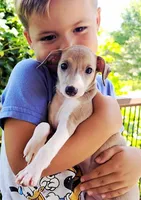 Shiloh, a male Italian Greyhound for sale in Gillham, AR – 2 of 9