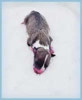 Shiloh, a male Italian Greyhound for sale in Gillham, AR – 3 of 6