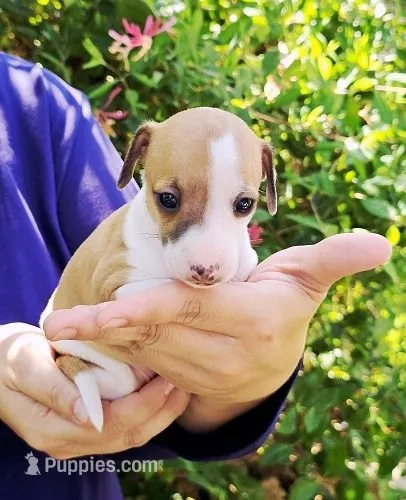 PETITE Sevyn – Italian Greyhound puppy for sale in Gillham, AR