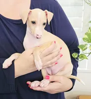 Zara, a female Italian Greyhound for sale in Gillham, AR – 8 of 10