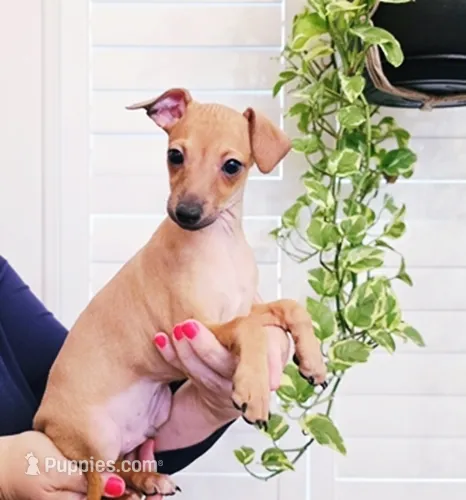 Sebastian – Italian Greyhound puppy for sale in Gillham, AR