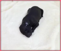 Ava, a female Italian Greyhound for sale in Gillham, AR – 5 of 8