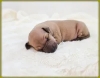 Lucia, a female Italian Greyhound for sale in Gillham, AR – 8 of 8