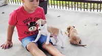 Sevyn, a male Italian Greyhound for sale in Gillham, AR – 3 of 6