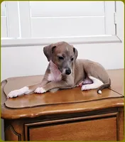 VanZant, a male Italian Greyhound for sale in Gillham, AR – 7 of 10