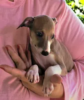Shiloh, a male Italian Greyhound for sale in Gillham, AR – 8 of 9