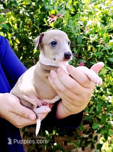 Shiloh – Italian Greyhound puppy for sale in Gillham, AR