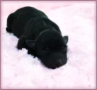 DAHLIA, a female Italian Greyhound for sale in Gillham, AR – 2 of 3