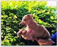 DACARI, a male Italian Greyhound for sale in Gillham, AR – 4 of 7