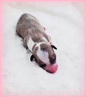 Sunny, a female Italian Greyhound for sale in Gillham, AR – 2 of 6