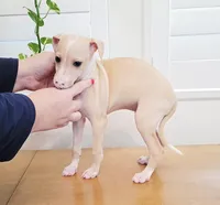 Zara, a female Italian Greyhound for sale in Gillham, AR – 7 of 10