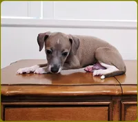VanZant, a male Italian Greyhound for sale in Gillham, AR – 5 of 10