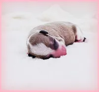Sunny, a female Italian Greyhound for sale in Gillham, AR – 4 of 6