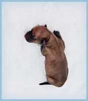 Sebastian, a male Italian Greyhound for sale in Gillham, AR – 6 of 6