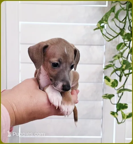 VanZant – Italian Greyhound puppy for sale in Gillham, AR