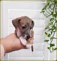 VanZant, a male Italian Greyhound for sale in Gillham, AR – 1 of 10