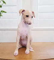 Zara, a female Italian Greyhound for sale in Gillham, AR – 9 of 10