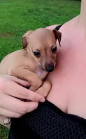 Sebastian, a male Italian Greyhound for sale in Gillham, AR – 6 of 7