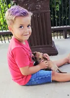 Sebastian, a male Italian Greyhound for sale in Gillham, AR – 5 of 7