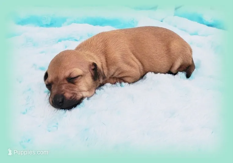 Sebastian – Italian Greyhound puppy for sale in Gillham, AR