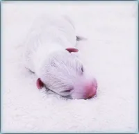 Diorin, a male Italian Greyhound for sale in Gillham, AR – 3 of 3