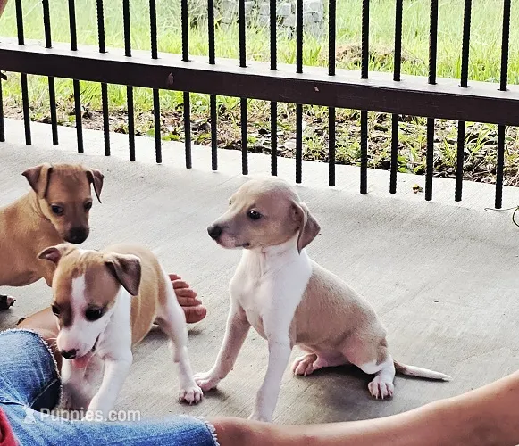 Santiago – Italian Greyhound puppy for sale in Gillham, AR