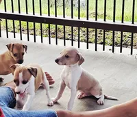 Santiago, a male Italian Greyhound for sale in Gillham, AR – 1 of 6
