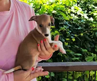 Shiloh, a male Italian Greyhound for sale in Gillham, AR – 7 of 9