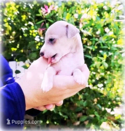 Sunny – Italian Greyhound puppy for sale in Gillham, AR