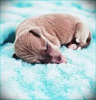 Zayne, a male Italian Greyhound for sale in Gillham, AR – 3 of 4