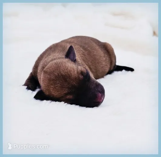 Sebastian – Italian Greyhound puppy for sale in Gillham, AR