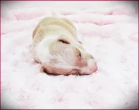 Zara, a female Italian Greyhound for sale in Gillham, AR – 3 of 4