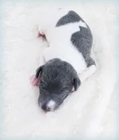 Lynyrd, a male Italian Greyhound for sale in Gillham, AR – 2 of 6