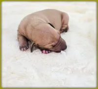 Lucia, a female Italian Greyhound for sale in Gillham, AR – 2 of 8