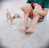 Petite! Tweed, a female Italian Greyhound for sale in Gillham, AR – 4 of 10