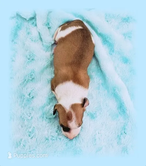 PETITE Sevyn – Italian Greyhound puppy for sale in Gillham, AR