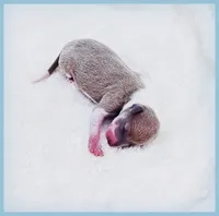 Santiago, a male Italian Greyhound for sale in Gillham, AR – 2 of 6