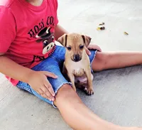 Sebastian, a male Italian Greyhound for sale in Gillham, AR – 4 of 7